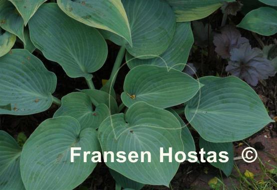 Hosta Blauglut